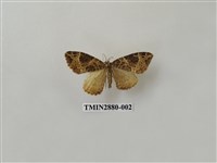 藏品(尺蛾608)的圖片